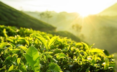 茶叶宣传片广告拍摄报价指南